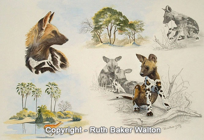 Wild Dog Montage Watercolour By Ruth Baker Walton