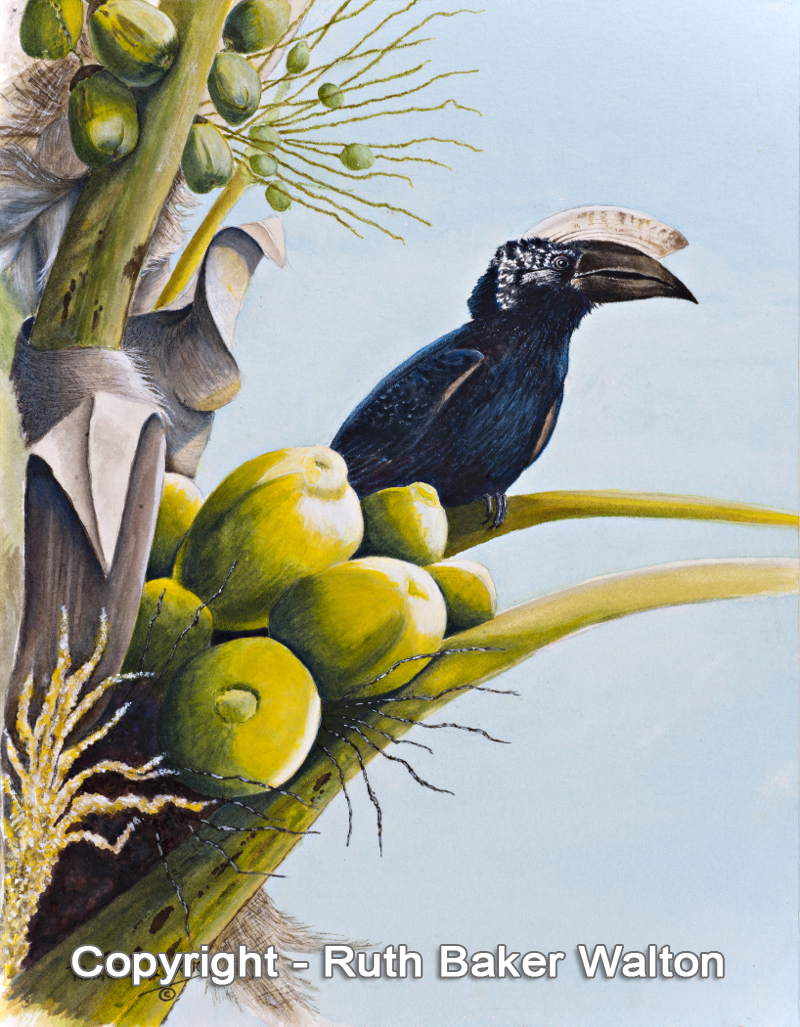 Silver Cheeked Hornbill and Coconuts Watercolour by Ruth Baker Walton