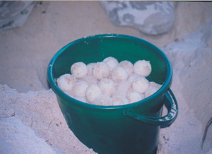 Ruth Baker Waltons Turtle Egg Experience in Kenya 2014