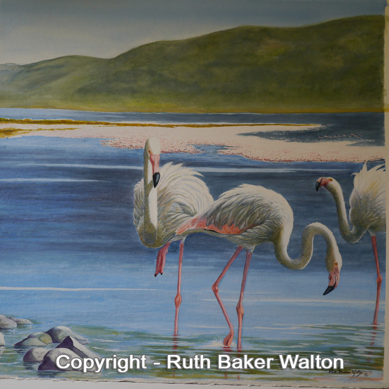 Flamingo Lake Watercolour by Ruth Baker Walton