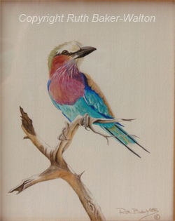 Lilac Breasted Roller Watercolour by Ruth Baker Walton