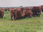 Elephant on Ruth Baker Waltons Nairobi Travesl